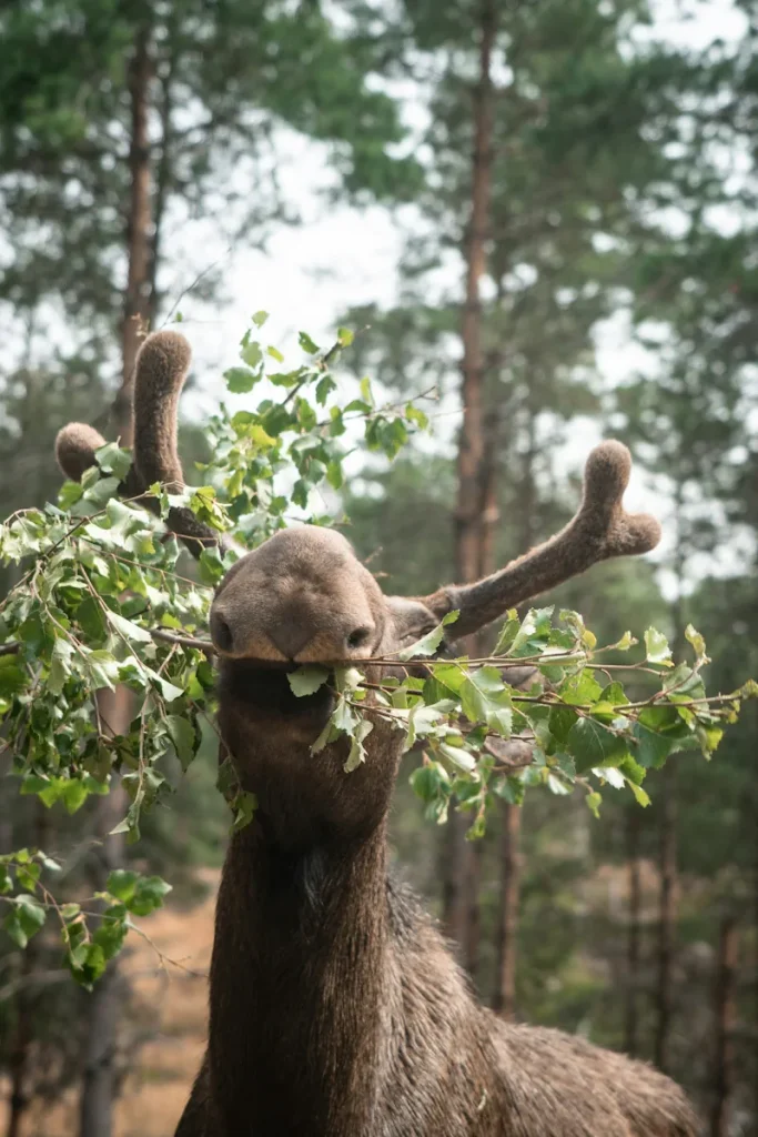 Älg