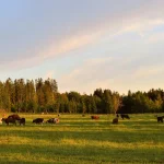 hur långt är sverige