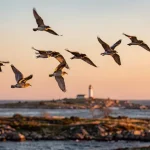 Flyttfåglar i flykt över Ölands kust under gyllene timmen