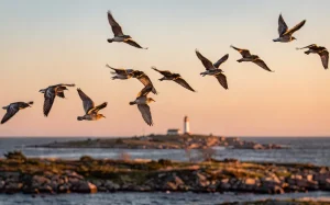Flyttfåglar i flykt över Ölands kust under gyllene timmen