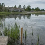 Anlagd våtmark i skärgårdsmiljö liknande den vid Södra Fladen på Utö