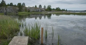 Anlagd våtmark i skärgårdsmiljö liknande den vid Södra Fladen på Utö